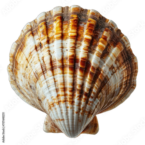 Clamshell Isolated on Transparent or White Background, PNG