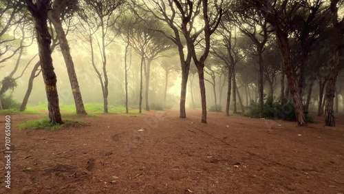 Moving through a misty, spooky forest during a calm morning