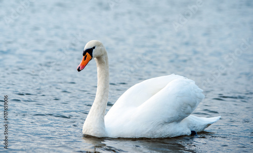 Swans swim in the lake 