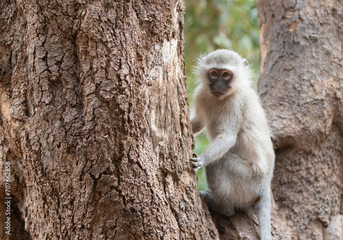 Small vervet monkey in Krueger National Park in South Africa RSA photo