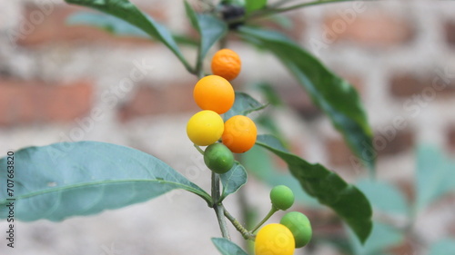 Solanum spirale Roxburgh, adalah sebuah genus tanaman dari famili Solanaceae. photo