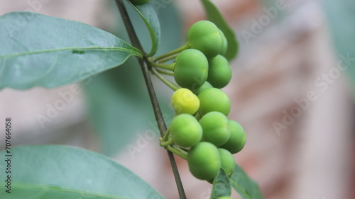 Solanum spirale Roxburgh, adalah sebuah genus tanaman dari famili Solanaceae. photo