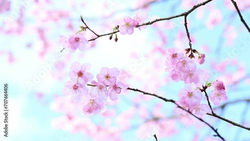 うららかな春日和を背景に桜の花(八重桜)
Cherry blossoms (double cherry blossoms) against the backdrop of a bright spring day
日本(春)
Japan (spring)
九州・熊本市
Kyushu/Kumamoto City
(立田山・立田自然公園)
(Tateyama/Tateta Natural Park) photo