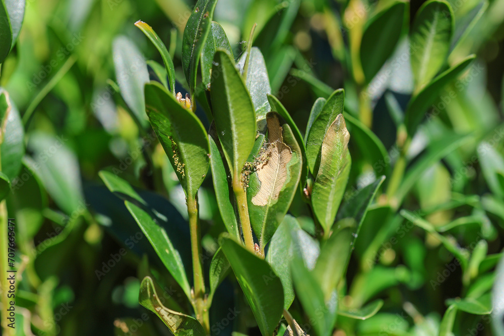 Damage on leaves. Cydalima perspectalis, the box tree moth is an ...