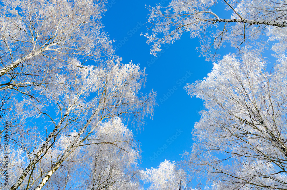 Tops of birch trees in frost against background of cloudless blue sky Tops of birch trees in frost against background of cloudless blue sky