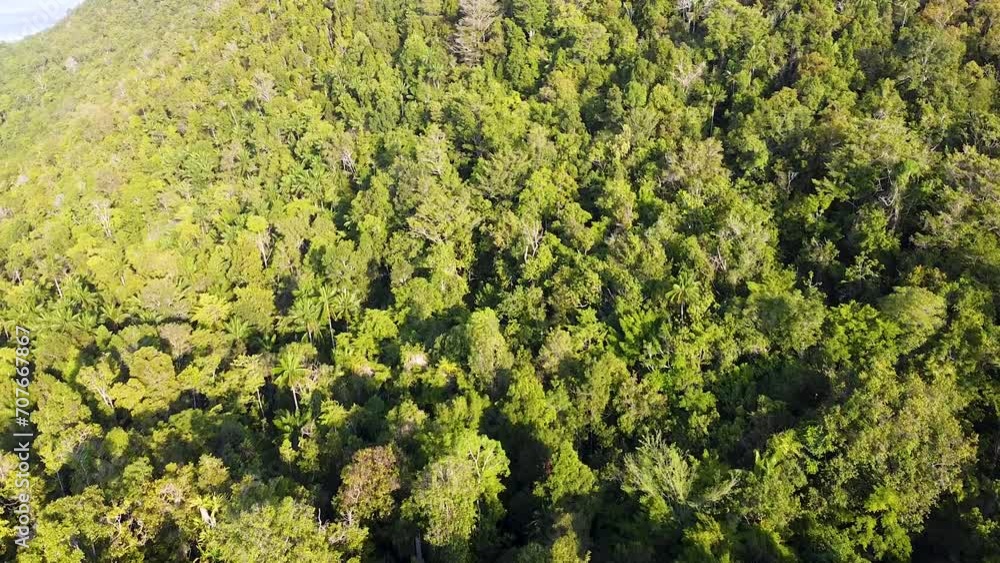 Aerial drone flight over dense green trees of rainforest in Raja Ampat, West Papua, Indonesia Aerial drone flight over dense green trees of rainforest in Raja Ampat, West Papua, Indonesia