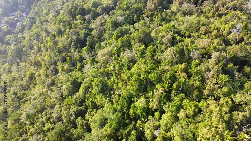 Reversing high above rainforest of green trees on a tropical island destination in Raja Ampat, West Papua, Indonesia Reversing high above rainforest of green trees on a tropical island destination in Raja Ampat, West Papua, Indonesia