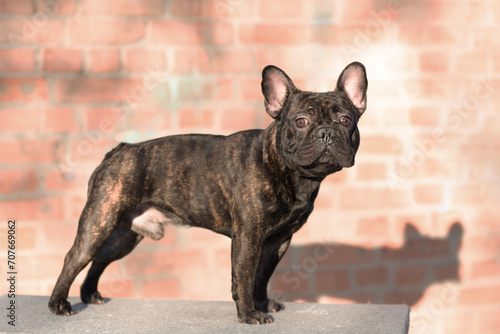 A male dog of the French bulldog breed of tiger color stands in a rack