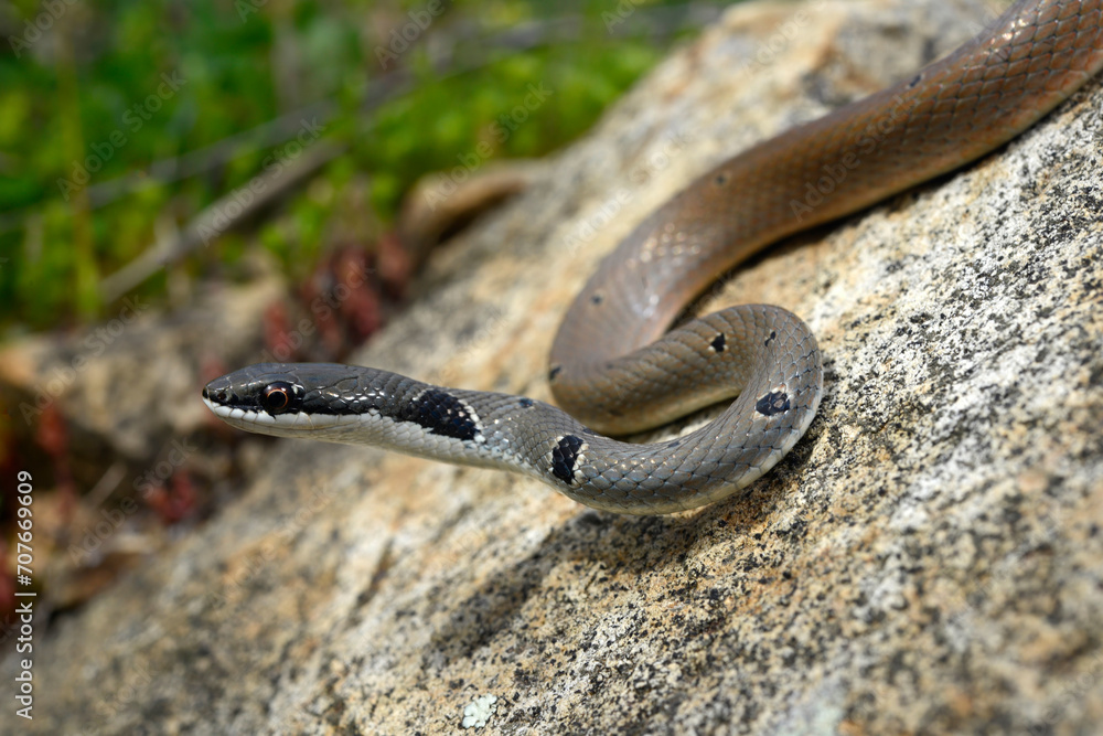 Fototapeta premium Rötliche Schlanknatter, Rötliche Zornnatter // Collared Dwarf Racer (Platyceps collaris collaris) - Ropotamo Nature Reserve, Bulgarien