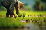 farmers who are planting rice in the field