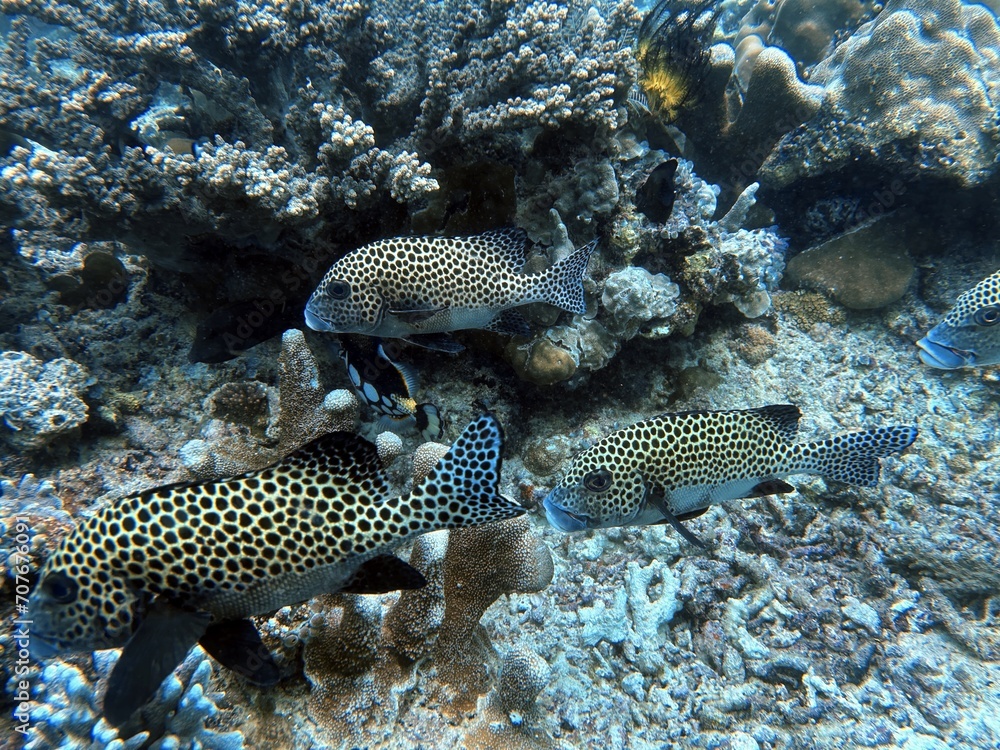 The best diving spot Sipadan Island, Sabah state in Malaysia. The best diving spot Sipadan Island, Sabah state in Malaysia.