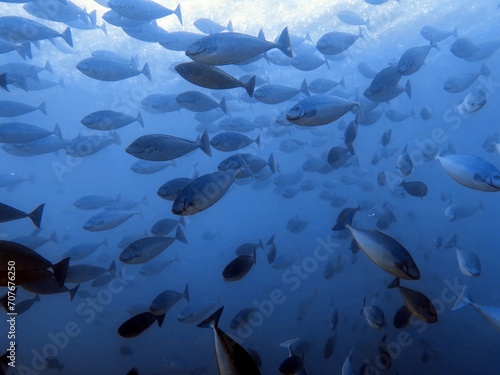 The best diving spot Sipadan Island, Sabah state in Malaysia.