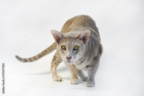 Gray oriental cat on a white background photo