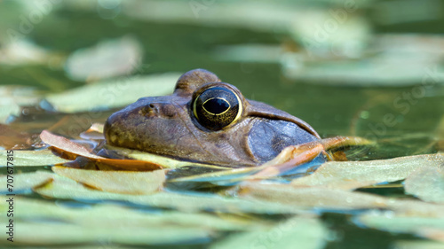 American Bullfrog Peeking Out of Water. Henry W. Coe State Park, California, USA.