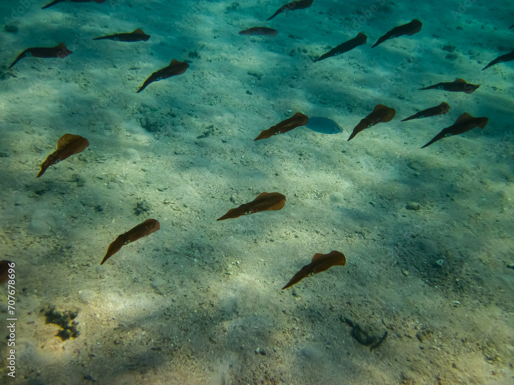 Fototapeta premium Squid in the Red Sea on the coast of Egypt