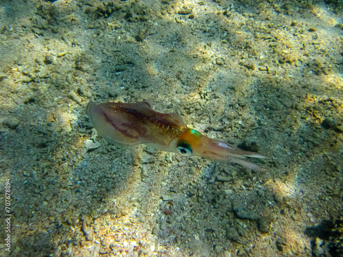 Squid in the Red Sea on the coast of Egypt