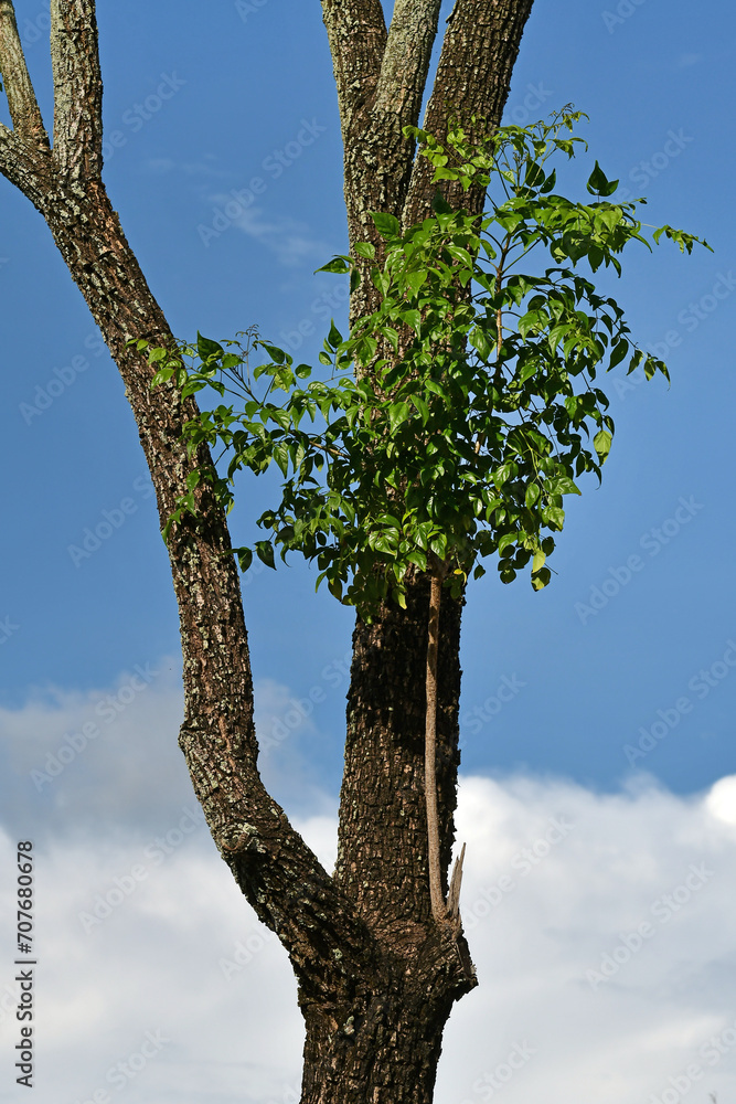 Fototapeta premium new spring leaves on the branch