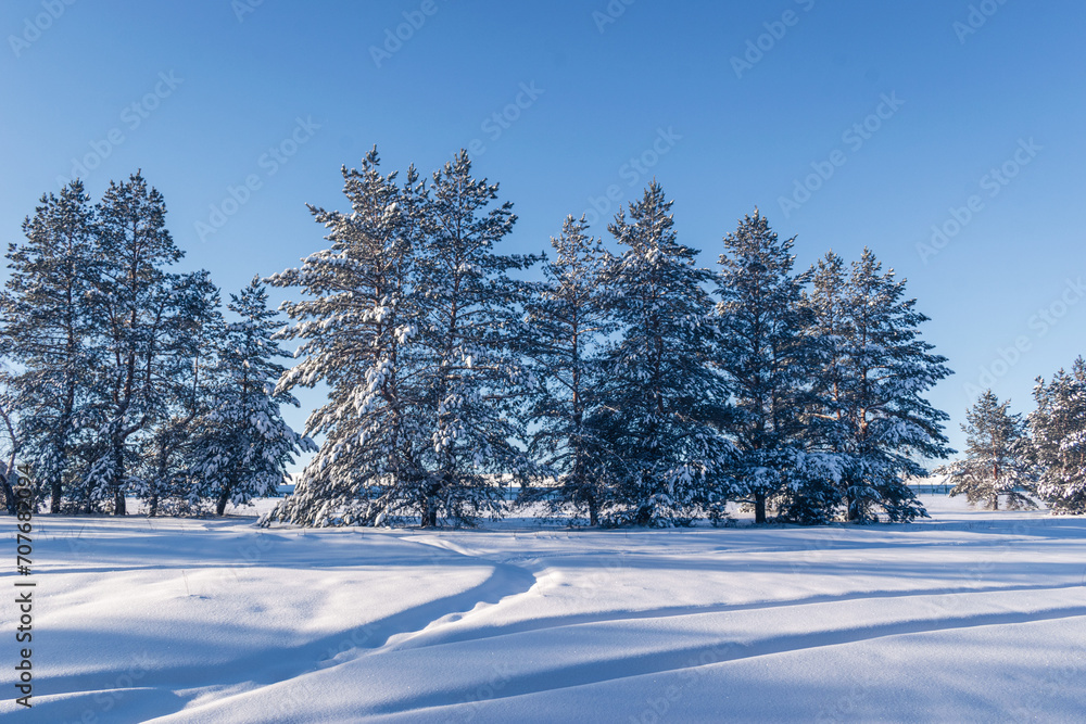 Fototapeta premium winter snowy trees in January