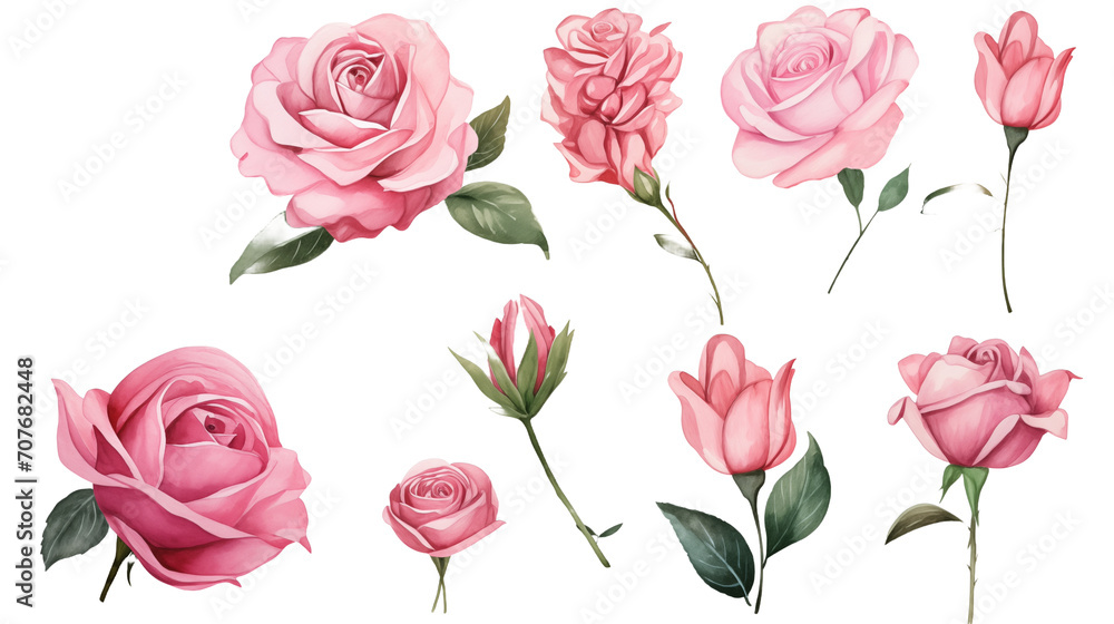 Watercolor elements pink roses on a white background