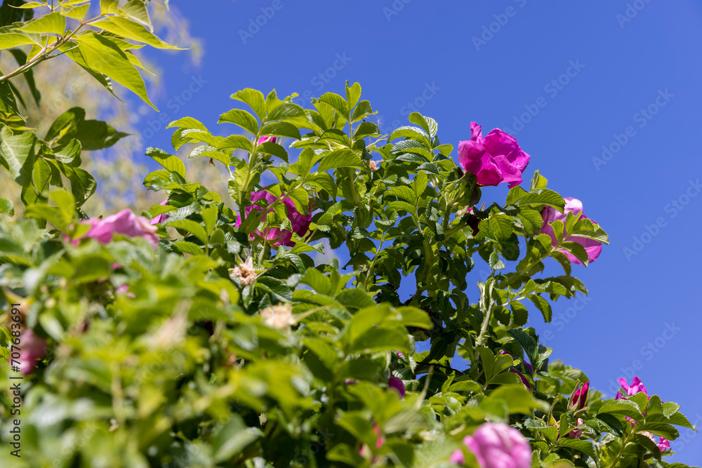 beautiful red rosehip flowers during flowering beautiful red rosehip flowers during flowering