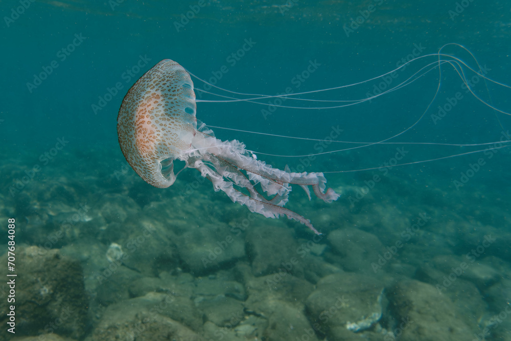 Φωτογραφία Luminescent jellyfish, Pink jellyfish, Mauve stinger, Purplestriped jelly or Pur