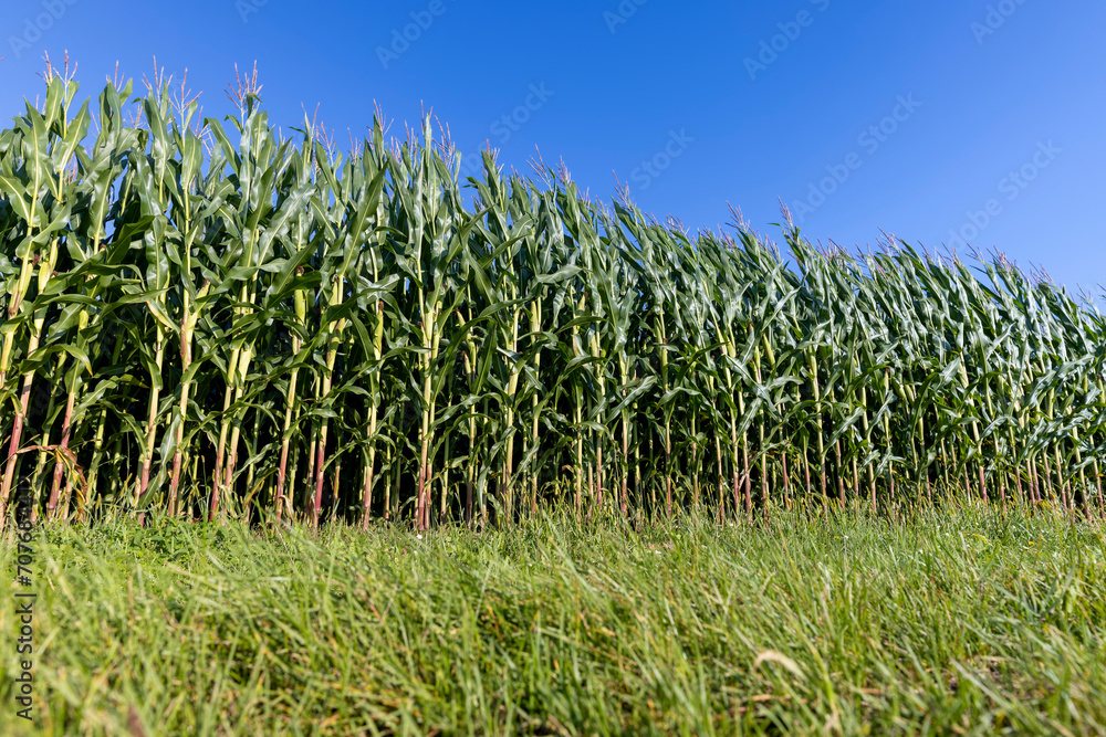 green corn field in summer, fields with corn green corn field in summer, fields with corn