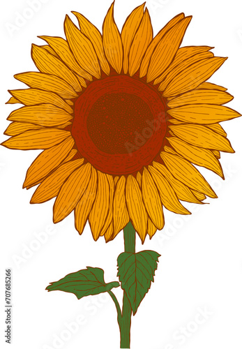 Sunflower Handdraw Illustration
