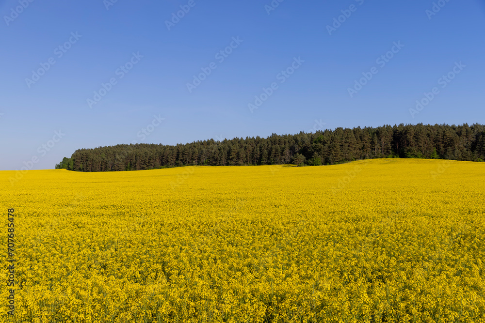 Obraz premium beautiful flowering field with yellow rapeseed flowers