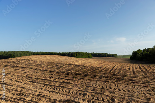 a growing monoculture of sweet corn in sunny weather