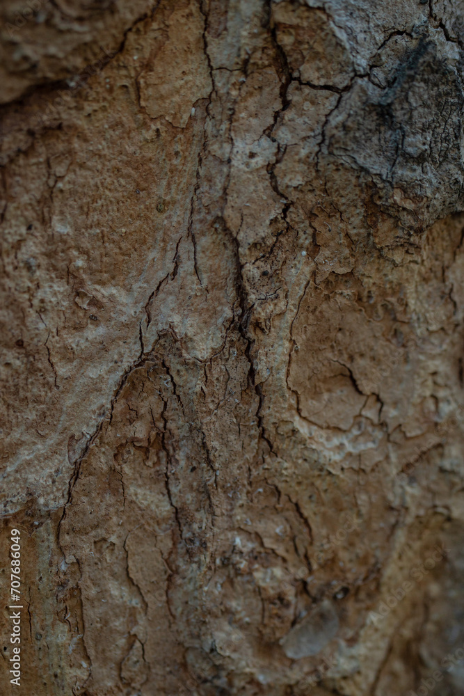 Tree bark texture, soft focus close up with copy space, dark backdrop Tree bark texture, soft focus close up with copy space, dark backdrop