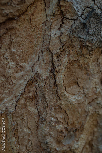 Tree bark texture  soft focus close up with copy space  dark backdrop