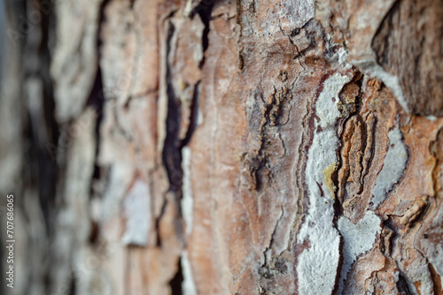 Pine tree bark texture, soft focus. Defocused background close up with copy space