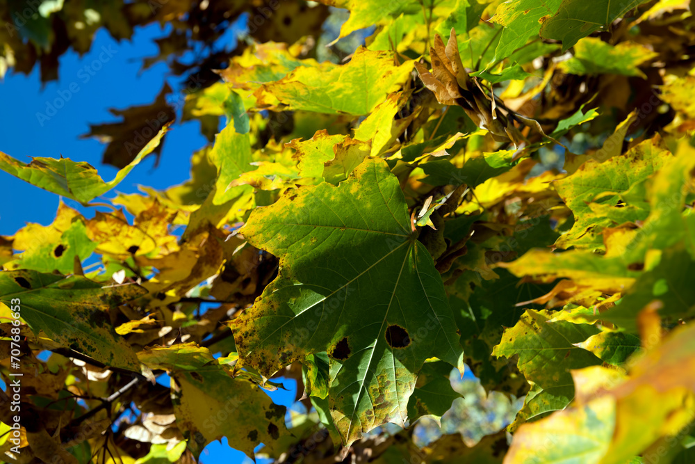 Maple tree foliage in autumn Maple tree foliage in autumn