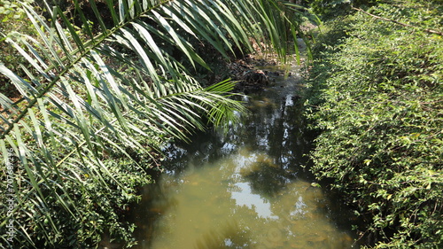 Oil palm trees are irrigated with lots of water. © Evelina