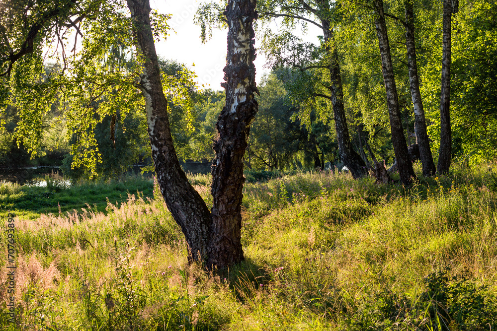 Fototapeta premium Birch trees growing on a colorful sunny edge with thick green grass