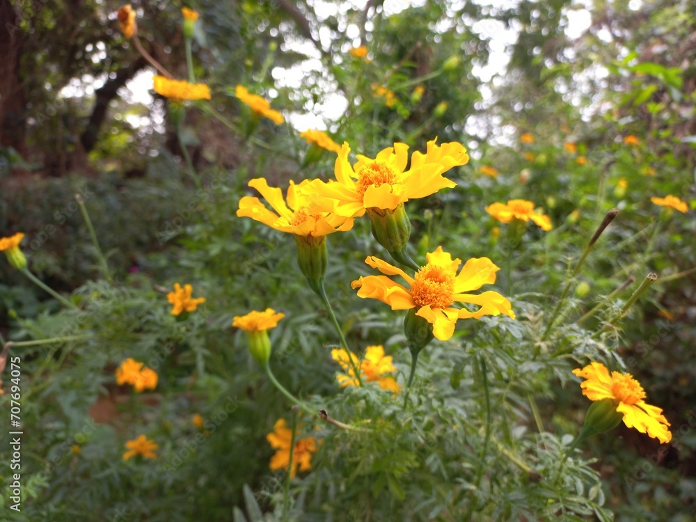 Marigold is a very useful and easily grown flowering plant.  It is mainly an ornamental crop.It is grown for loose flowers, garlands and landscaping. Yellow marigold flower on plant