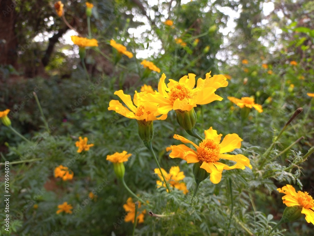 Marigold is a very useful and easily grown flowering plant.  It is mainly an ornamental crop.It is grown for loose flowers, garlands and landscaping. Yellow marigold flower on plant