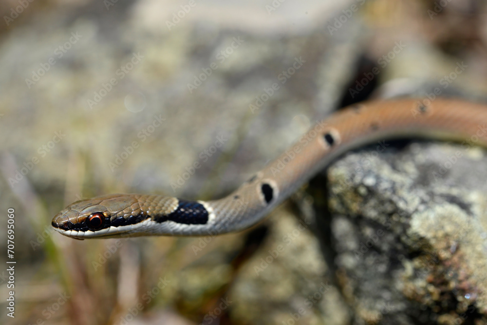 Rötliche Schlanknatter, Rötliche Zornnatter // Collared Dwarf Racer (Platyceps collaris collaris) - Ropotamo Nature Reserve, Bulgarien Rötliche Schlanknatter, Rötliche Zornnatter // Collared Dwarf Racer (Platyceps collaris collaris) - Ropotamo Nature Reserve, Bulgarien