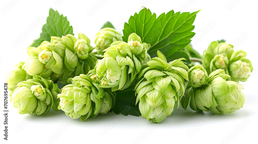 Pile of hop cone with leaves on white background. Hop ingredient for brewing beer. Pile of hop cone with leaves on white background. Hop ingredient for brewing beer.