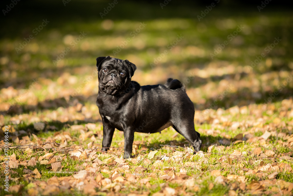 Black pug on a walk in the park