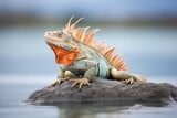 iguana basking on a flat rock