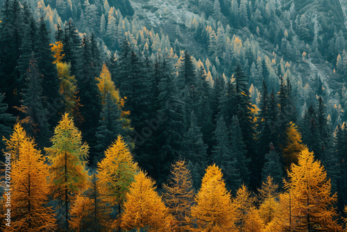 views of dense pine forests