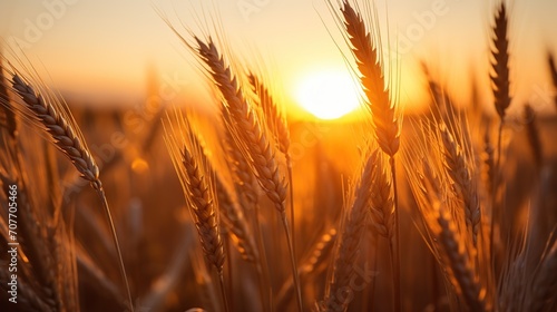 The first rays of the sun cast a warm golden glow over a serene wheat field, highlighting the beauty of the rural landscape.