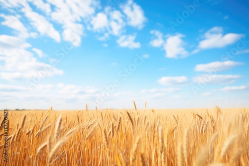 golden wheat field with blue sky above
