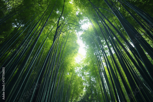 cool bamboo forest views