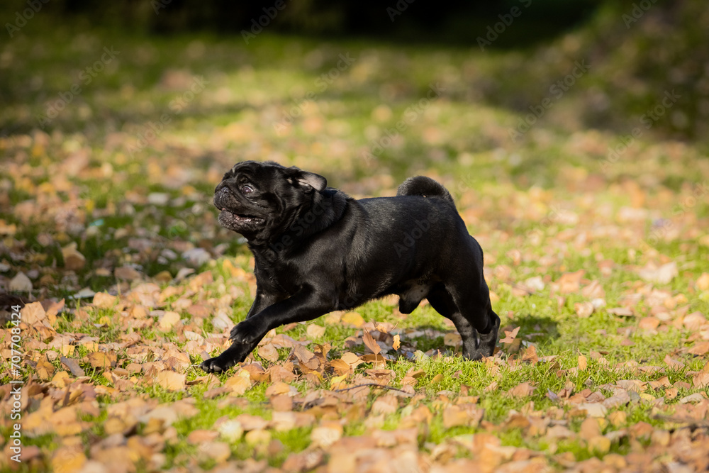 Black pug on a walk in the park Black pug on a walk in the park