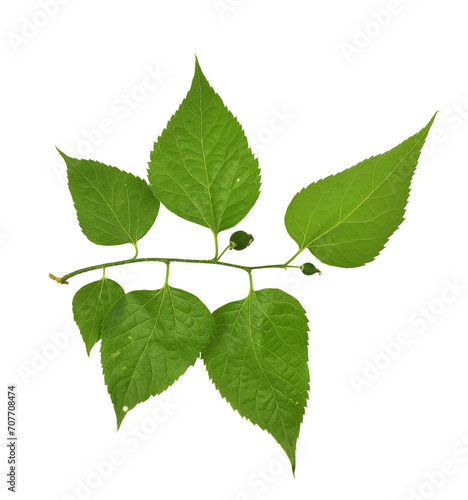 Celtis occidentalis