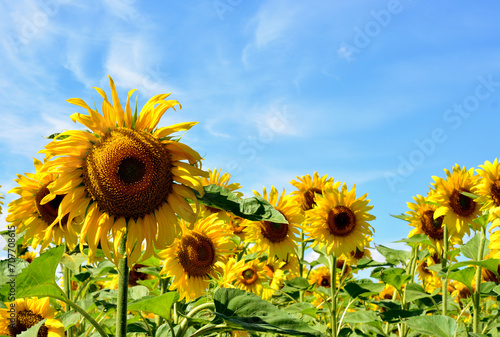 sunflower field with blue sky copy space 