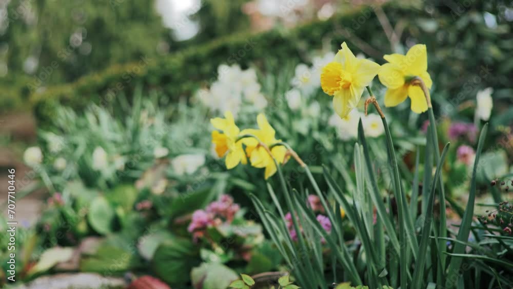 Yellow Daffodils In Gentle Breeze 4k Yellow Daffodils In Gentle Breeze 4k