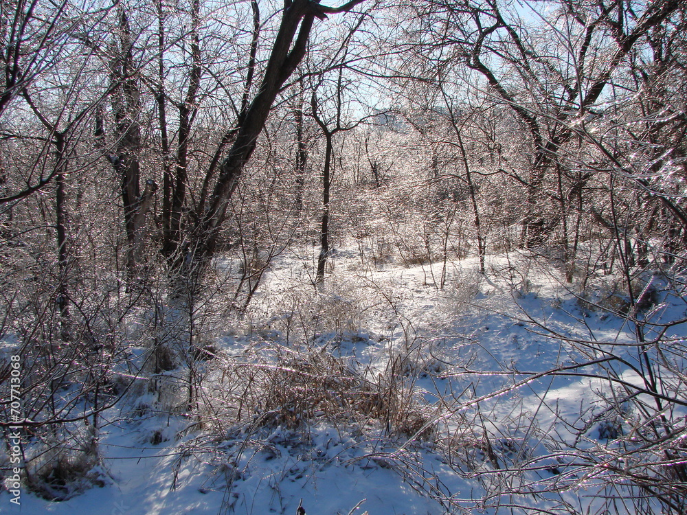 Panorama of the steppe forest on a clear frosty sunny day under a fluffy carpet of bright white snow. Panorama of the steppe forest on a clear frosty sunny day under a fluffy carpet of bright white snow.